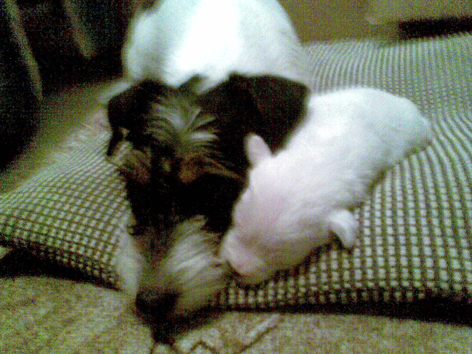 Obraz011
